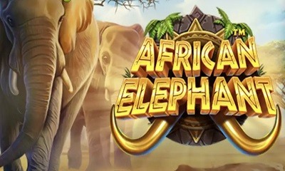 African Elephant